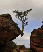 Tree Mountain